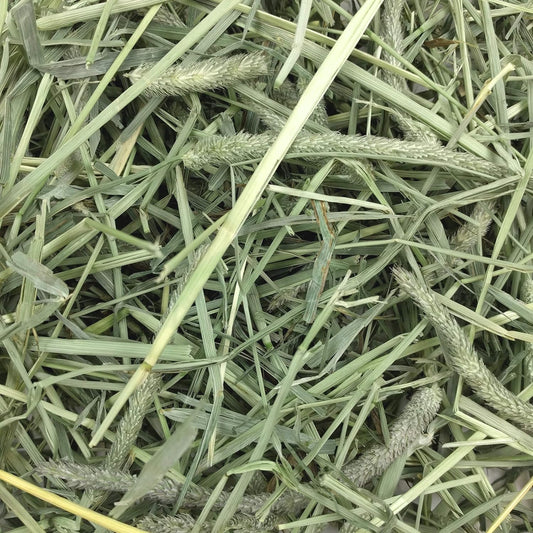 Animal Health Western Timothy Hay, Guinea Pig Hay, Small Pet Bunny Supplies, All Natural Grass for Guinea Pig, Bunny, Chinchilla & Hamster, Rabbit Supplies for Bunnies, 9 Lb Box