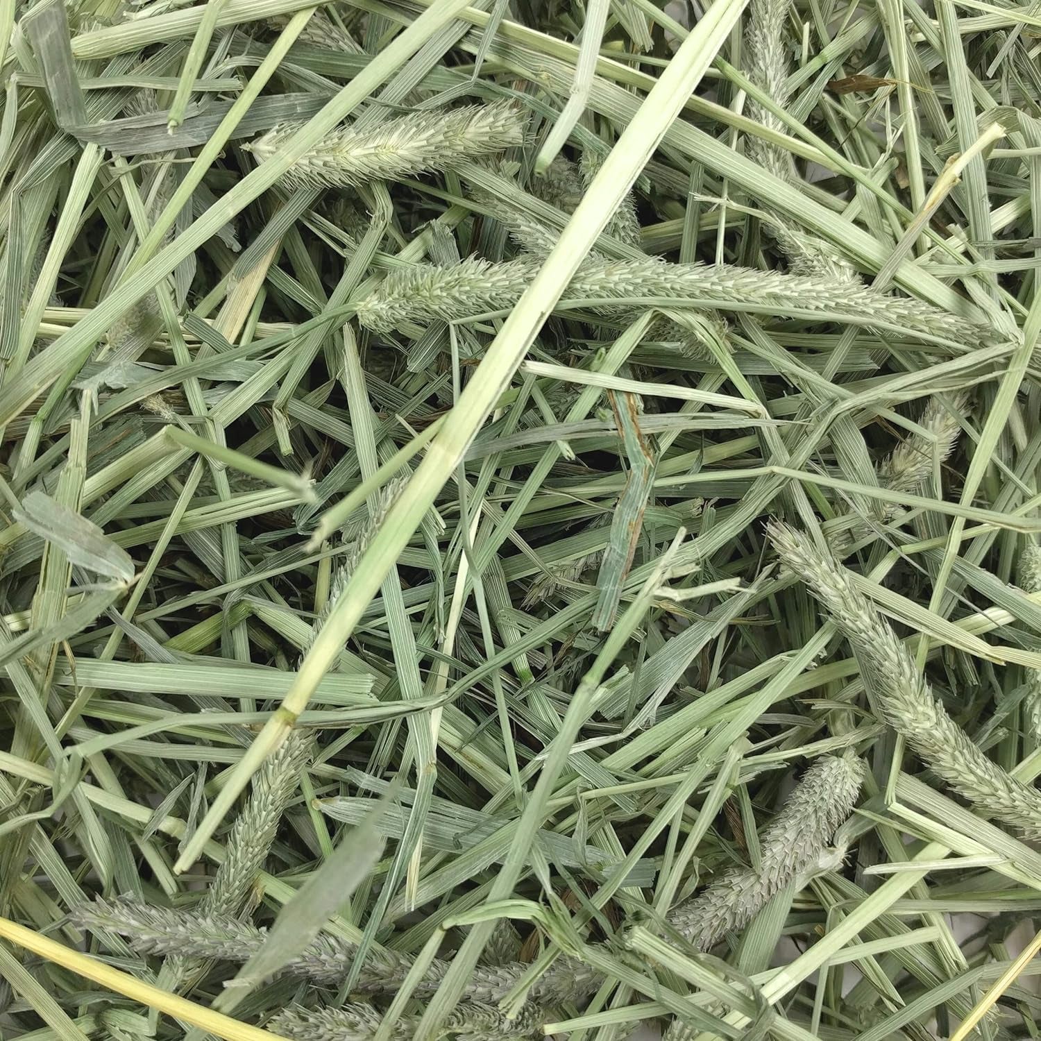 Animal Health Western Timothy Hay, Guinea Pig Hay, Small Pet Bunny Supplies, All Natural Grass for Guinea Pig, Bunny, Chinchilla & Hamster,  Rabbit Supplies for Bunnies, 9 Lb Box